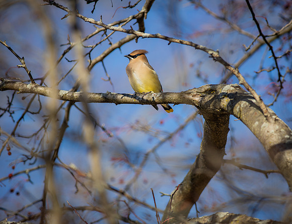 Cedar Waxwing 2