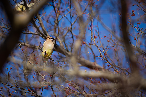Cedar Waxwing 5