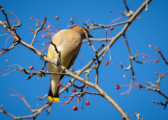Cedar Waxwing 6