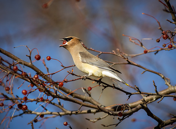 Cedar Waxwing 7