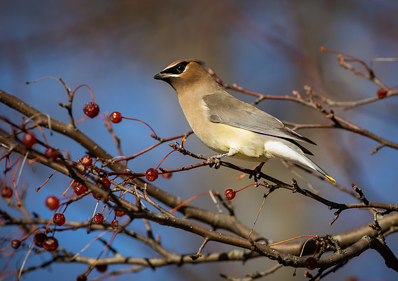 Cedar Waxwing 8