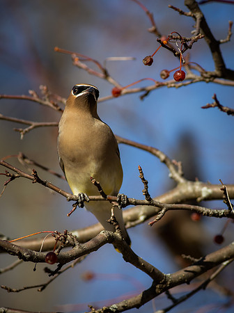 Cedar Waxwing 9
