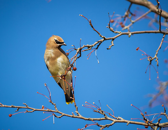 Cedar Waxwing 10