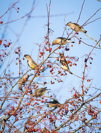 Cedar Waxwing 11