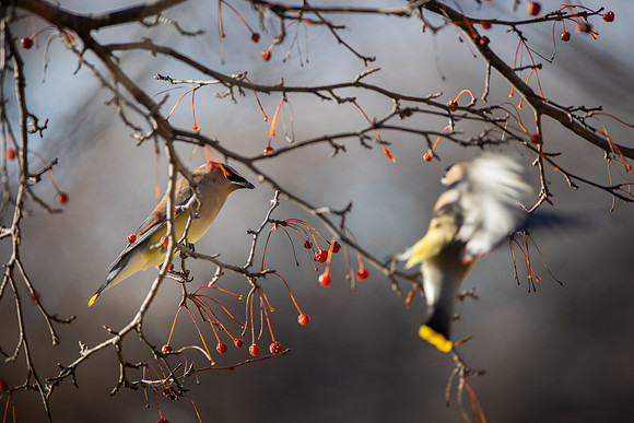Cedar Waxwing 12