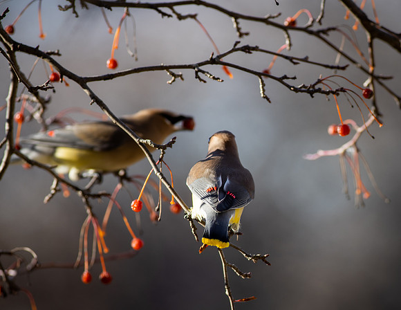 Cedar Waxwing 13