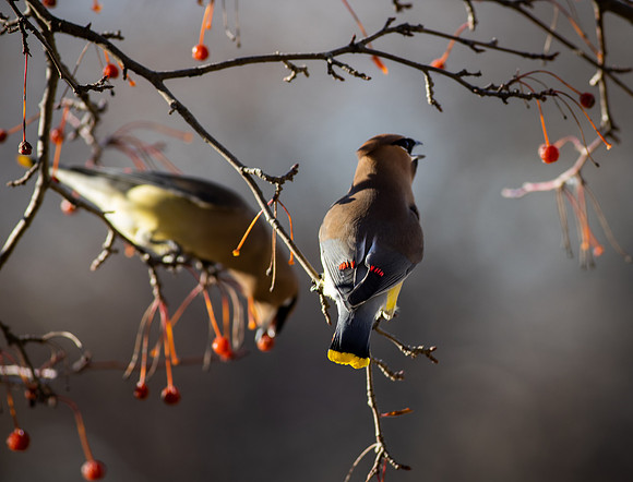 Cedar Waxwing 14