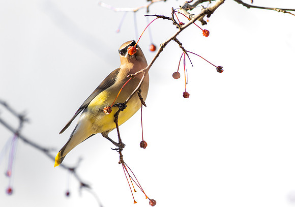 Cedar Waxwing 15