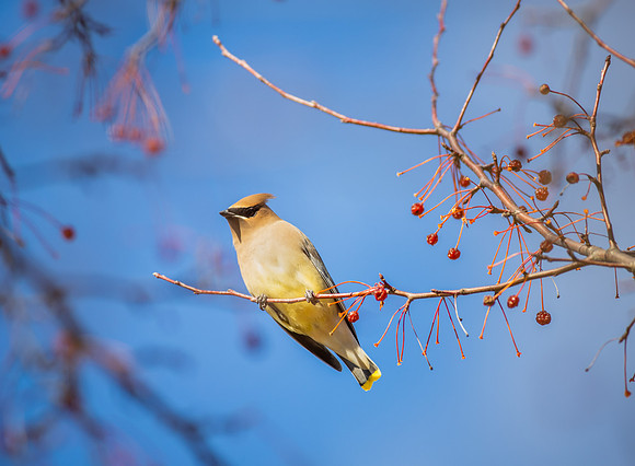 Cedar Waxwing 16