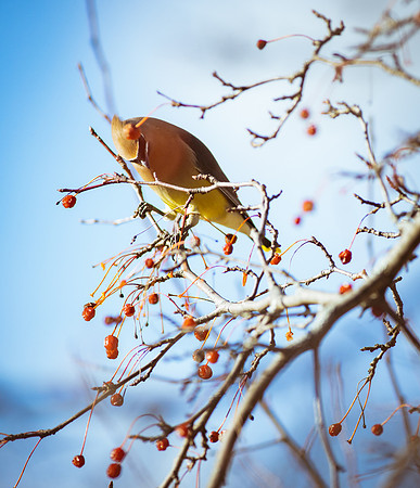 Cedar Waxwing 17