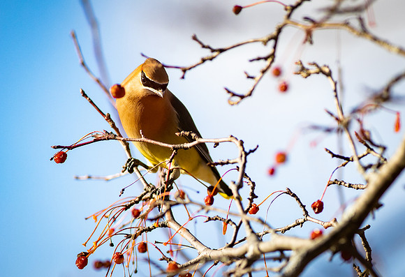 Cedar Waxwing 18
