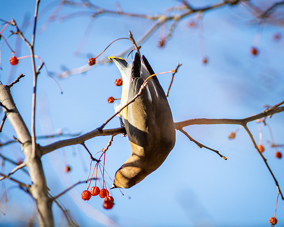 Cedar Waxwing 19
