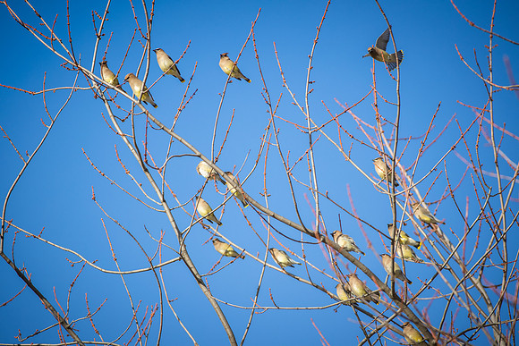 Cedar Waxwing 20