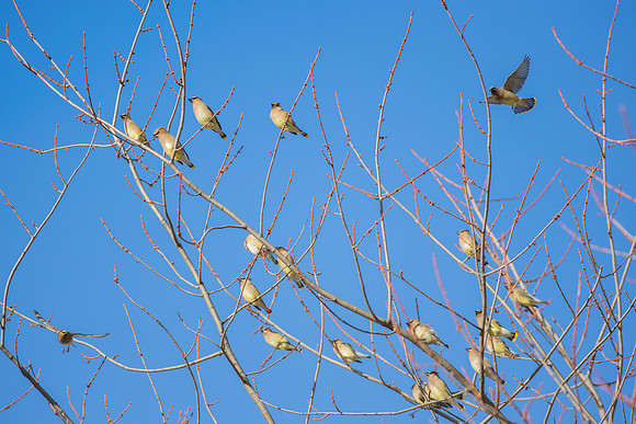 Cedar Waxwing 21