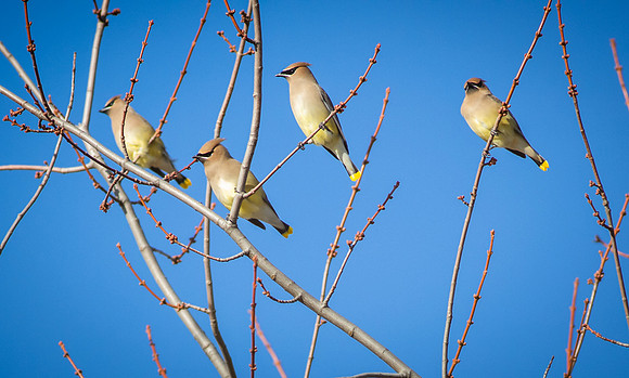 Cedar Waxwing 22
