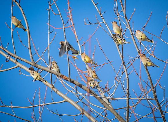 Cedar Waxwing 23