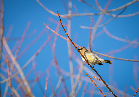 Cedar Waxwing 24