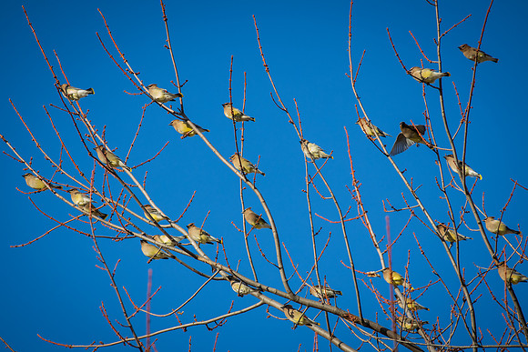Cedar Waxwing 25
