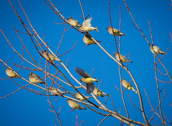 Cedar Waxwing 26