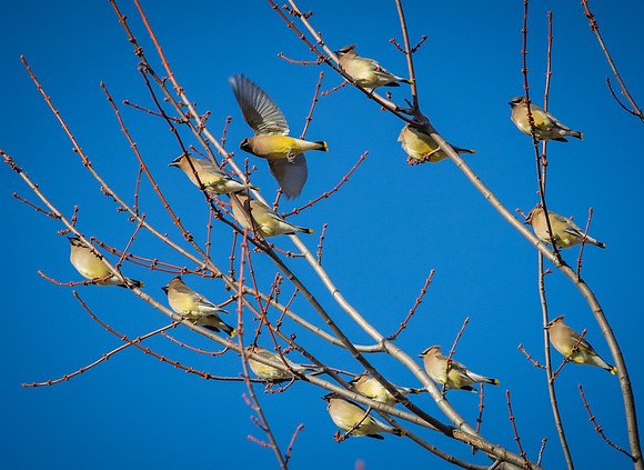 Cedar Waxwing 27