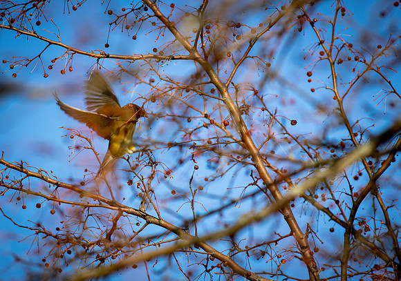 Cedar Waxwing 28