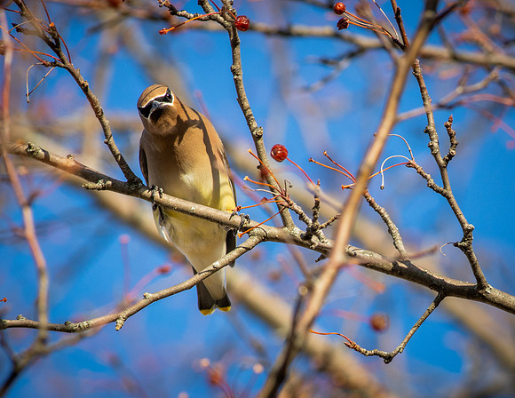 Cedar Waxwing 29