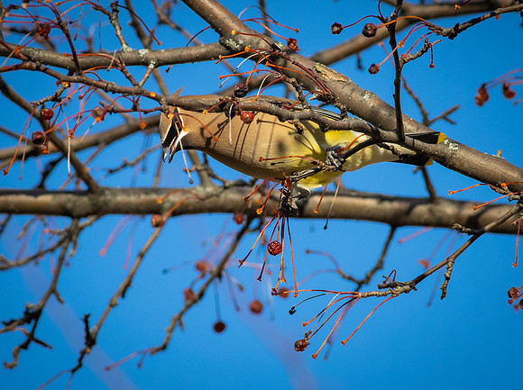 Cedar Waxwing 30