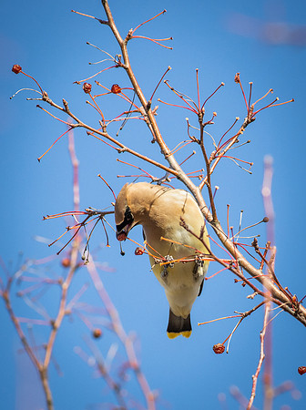 Cedar Waxwing 31