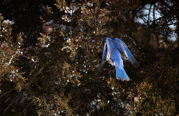 Eastern Bluebird 78