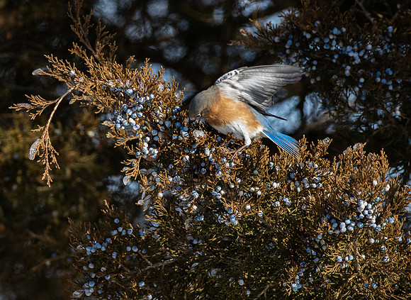 Eastern Bluebird 77