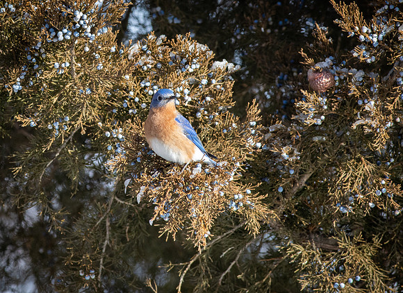 Eastern Bluebird 79
