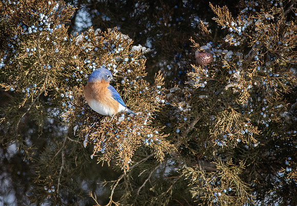 Eastern Bluebird 80
