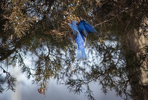 Eastern Bluebird 81