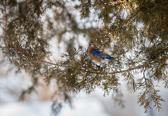 Eastern Bluebird 82