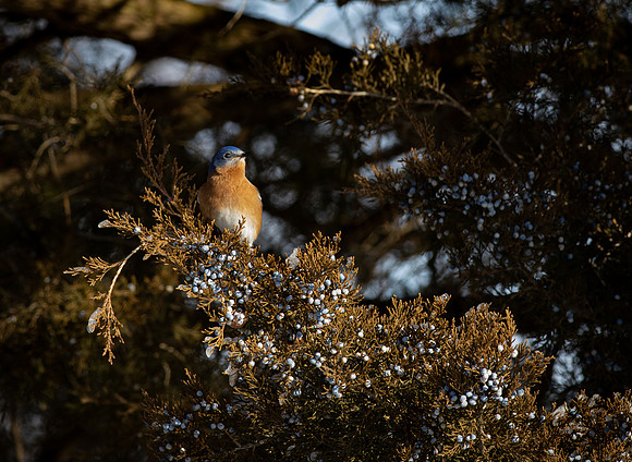 Eastern Bluebird 83