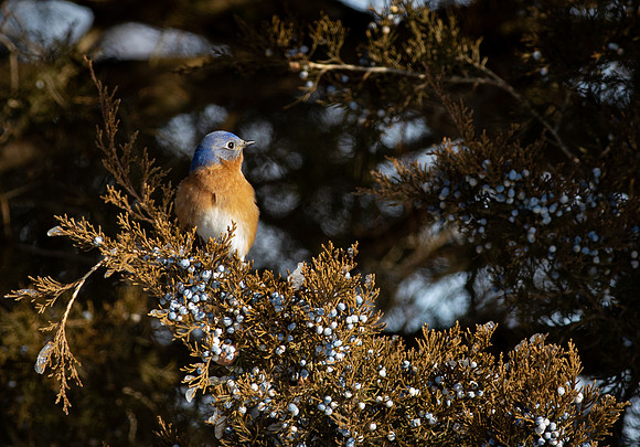 Eastern Bluebird 84
