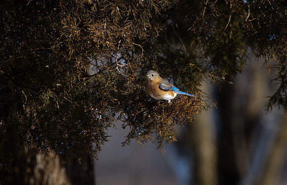 Eastern Bluebird 85