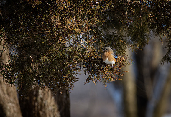Eastern Bluebird 86