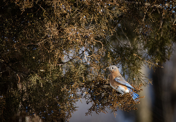 Eastern Bluebird 87