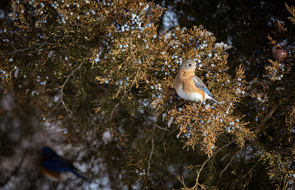 Eastern Bluebird 88