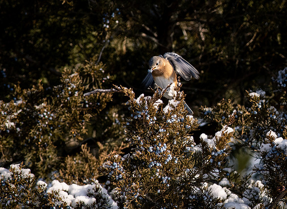 Eastern Bluebird 50