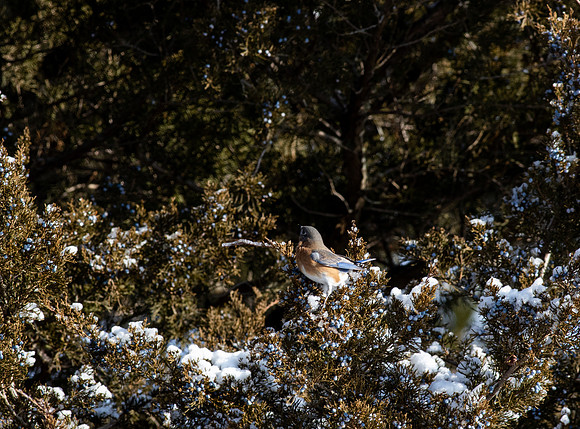 Eastern Bluebird 51