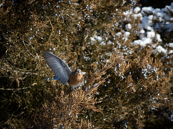 Eastern Bluebird 52