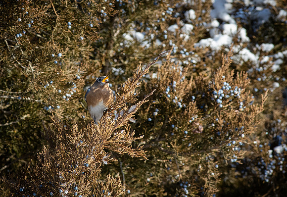 Eastern Bluebird 53