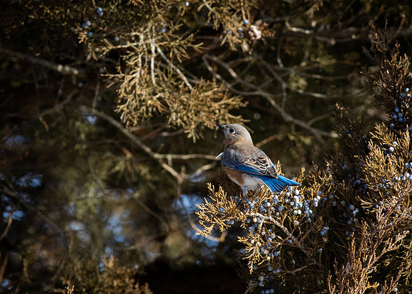 Eastern Bluebird 54