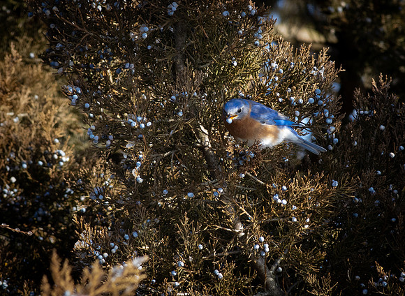 Eastern Bluebird 55