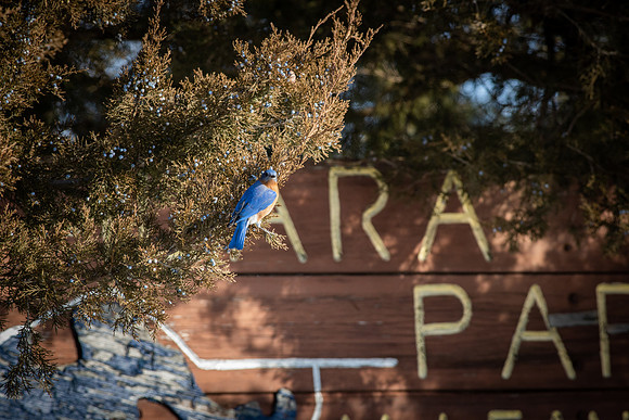 Eastern Bluebird 56