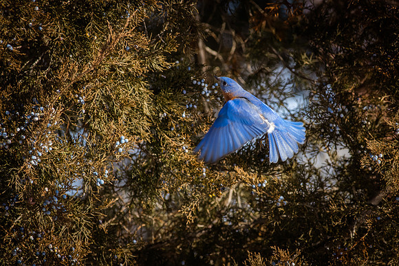 Eastern Bluebird 57