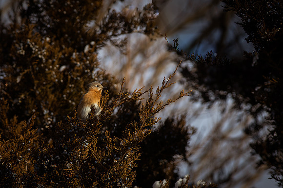 Eastern Bluebird 58