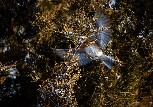Eastern Bluebird 59